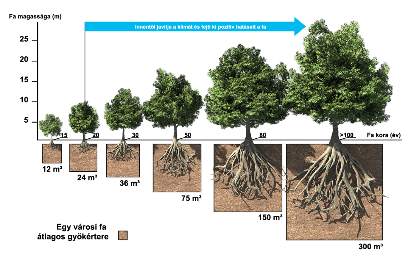 Fa gyökerének szükséges tér